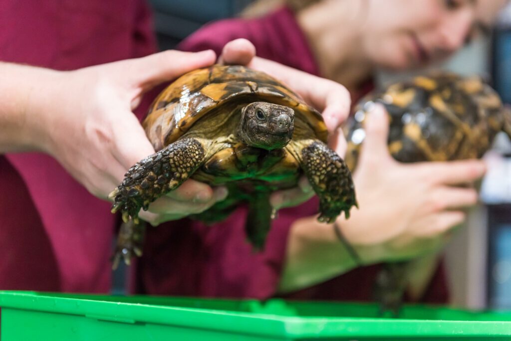 Brinsbury college students handling animals for the HND Animal Management course