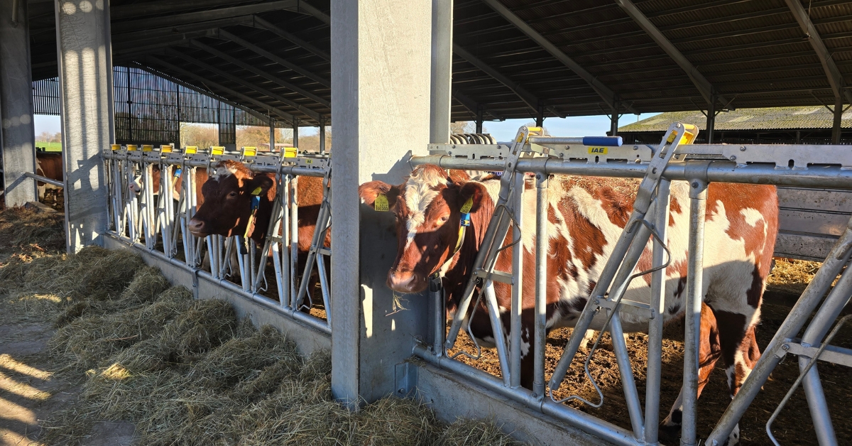Cows stood in their new pen