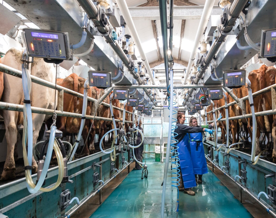Students working in a facility used for working with cows